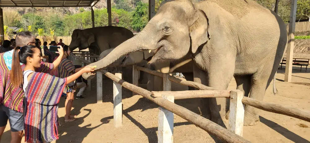 Fütterung eines Elefanten im Elephant Jungle Sanctuary bei Chiang Mai