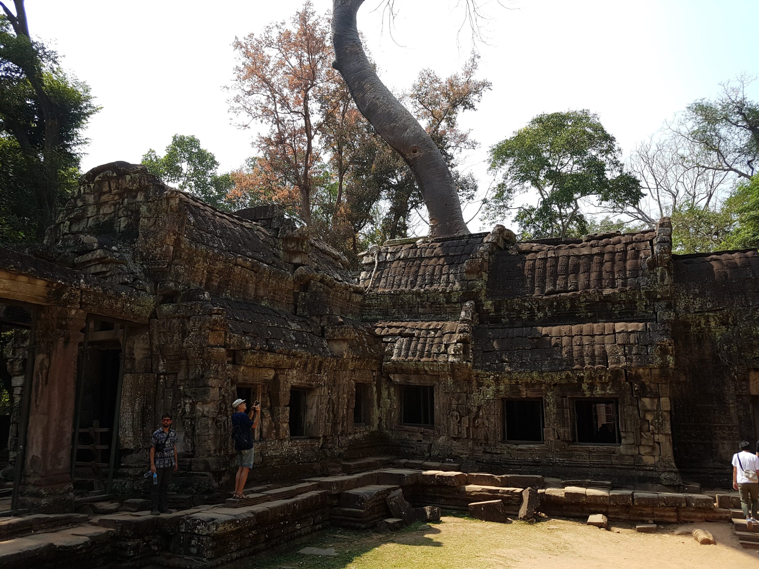 Ta Prohm: mächtiger Baum, der aus dem Mauerwerk des Tempels wächst