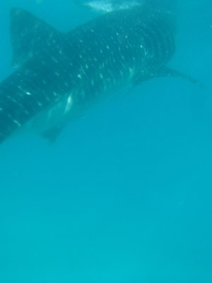 imgi_107_image