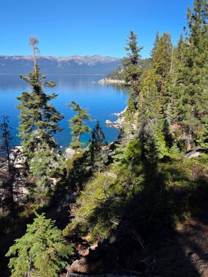 imgi_203_image
