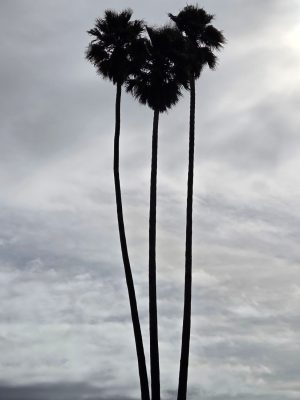 imgi_209_image