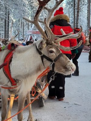 imgi_243_image