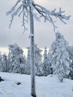imgi_249_image