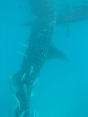 imgi_86_image